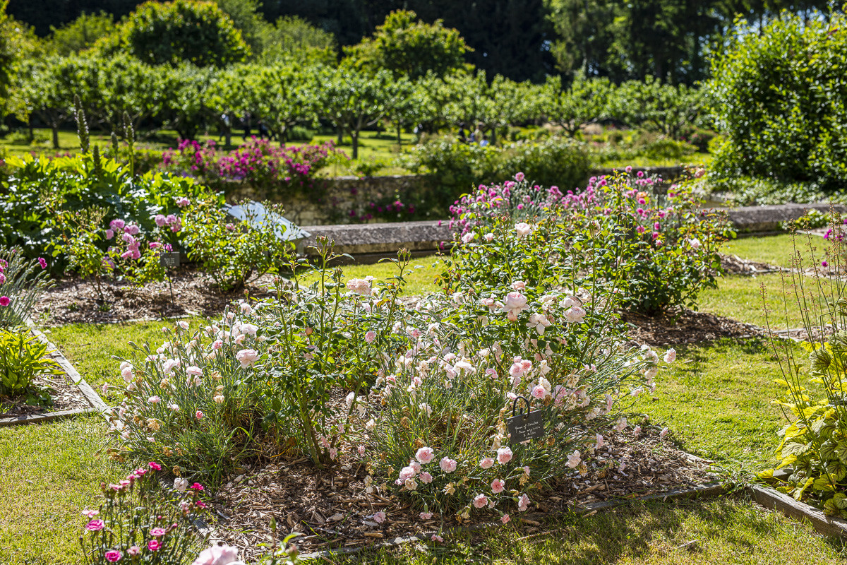 Fête des roses château du Rivau
