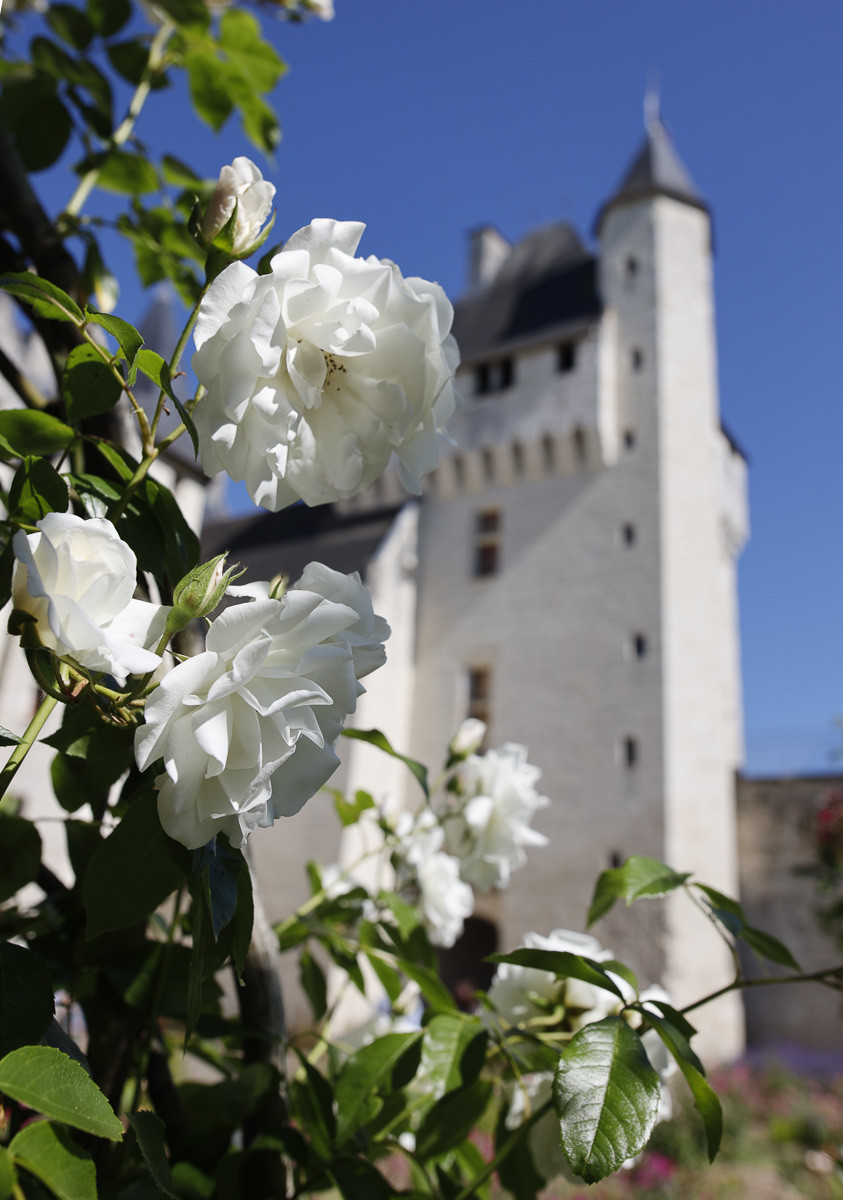 Fête des roses château du Rivau