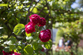 Fête des roses château du Rivau