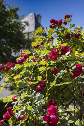 Fête des roses château du Rivau
