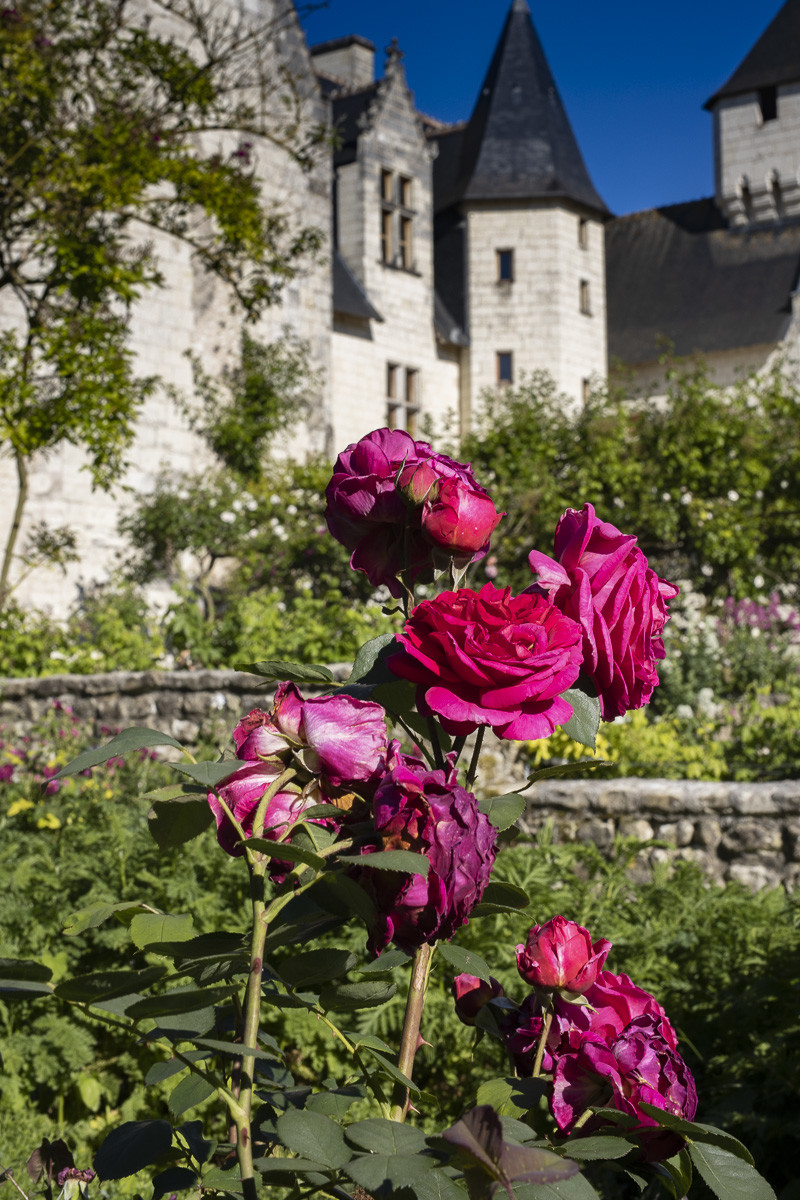 Fête des roses château du Rivau