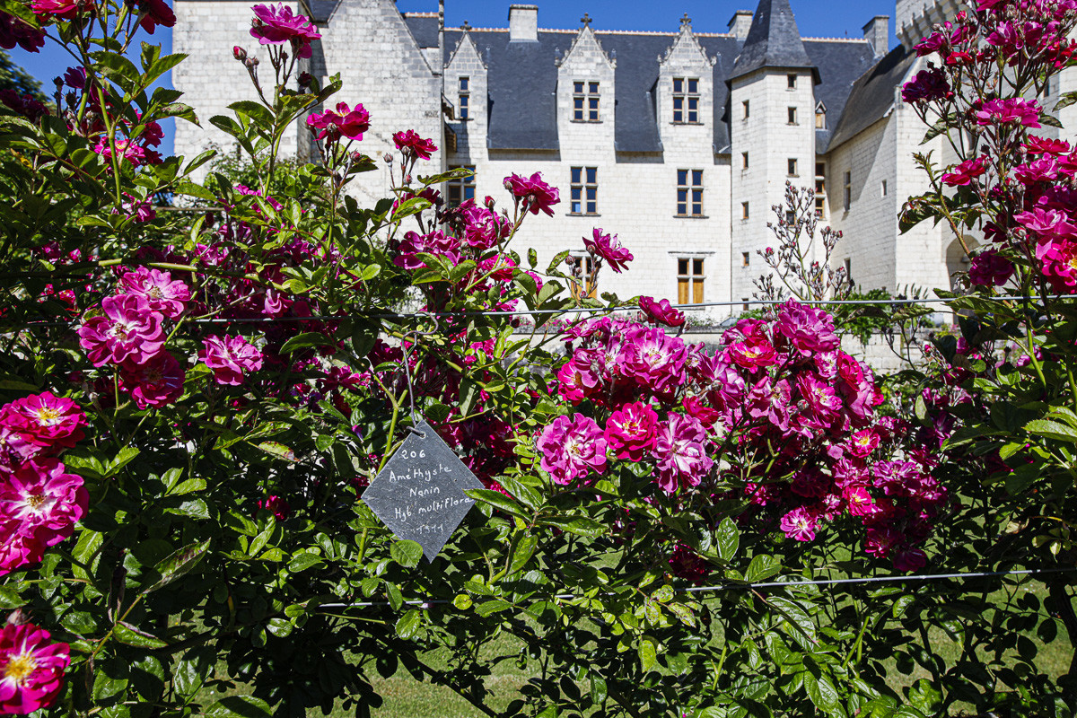 Fête des roses château du Rivau