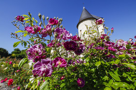 Fête des roses château du Rivau