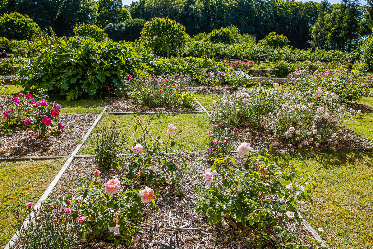 Fête des roses château du Rivau