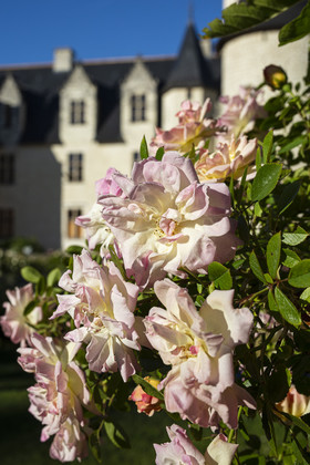 Fête des roses château du Rivau