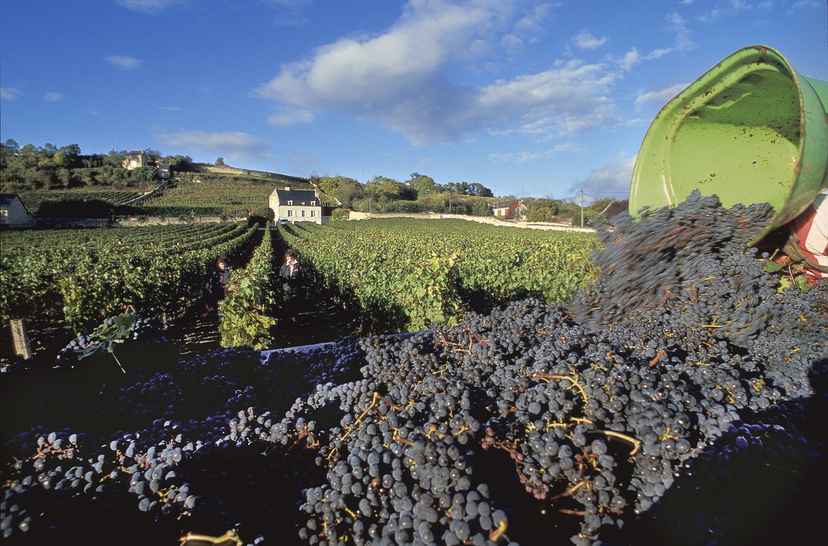 Vendanges Chinon.jpg
